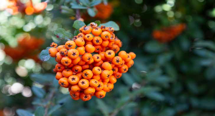Orangefarbene Beeren an einem grünen Strauch mit unscharfem Hintergrund